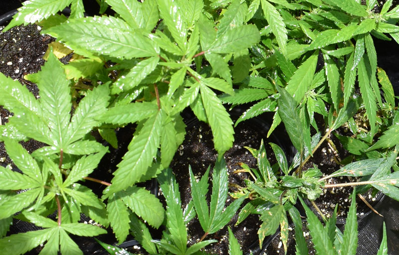 Cultivating Marijuana Plants